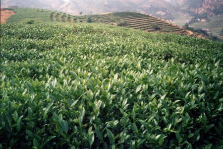 晉江鋁扣板-鋁扣板吊頂安裝不平整怎么辦